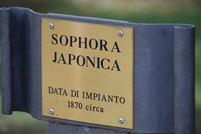 sophora japonica del 1870